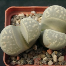 Lithops marmorata SSP umdausensis