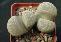 Lithops marmorata SSP umdausensis