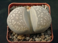 Lithops marmorata framesii