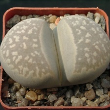 Lithops marmorata framesii