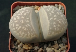 Lithops marmorata framesii