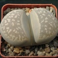 Lithops_marmorata_framesii.jpg
