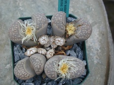 Lithops marmorata v  elisae C251