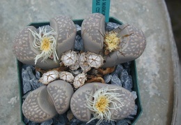 Lithops marmorata v  elisae C251
