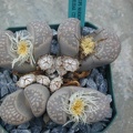 Lithops marmorata v  elisae C251