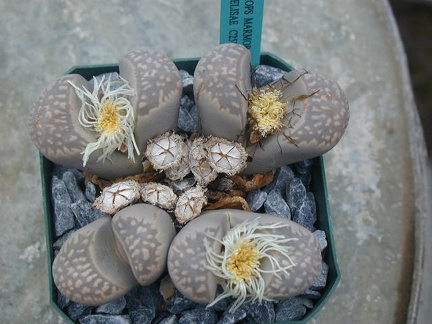 Lithops marmorata v  elisae C251