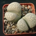 Lithops marmorata v elisae