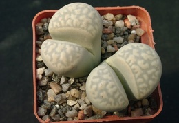 Lithops marmorata v elisae
