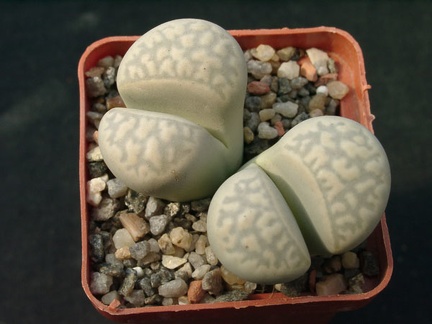 Lithops marmorata v elisae