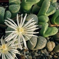 Lithops marmorata var  marmorata  framesi  Lithops marmorata v  marmorata  diutina