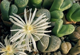 Lithops marmorata var  marmorata  framesi  Lithops marmorata v  marmorata  diutina