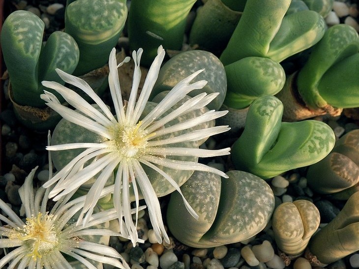 Lithops marmorata var  marmorata  framesi  Lithops marmorata v  marmorata  diutina