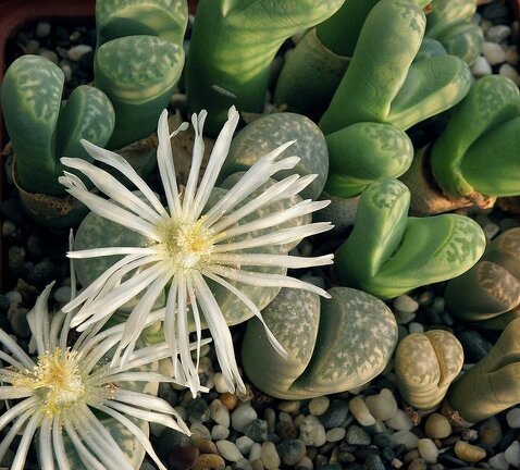 Lithops marmorata var  marmorata  framesi  Lithops marmorata v  marmorata  diutina