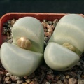 Lithops meyeri