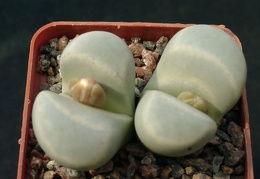 Lithops meyeri