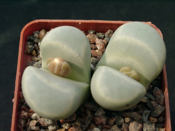 Lithops meyeri