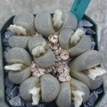 Lithops mormorata C305