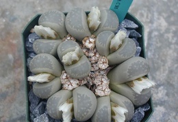 Lithops mormorata C305