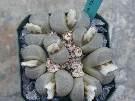 Lithops mormorata C305