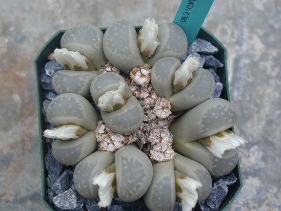 Lithops mormorata C305