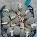 Lithops_mormorata_C305.JPG
