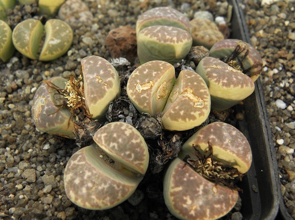 Lithops naureeniae
