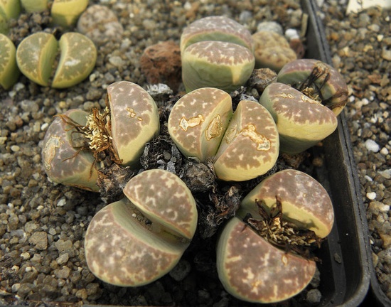 Lithops naureeniae