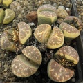 Lithops naureeniae (3345 відвідувань) Lithops naureeniae