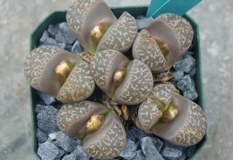 Lithops naureeniae C304