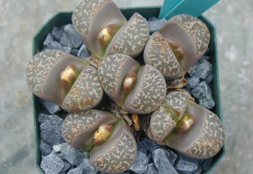 Lithops naureeniae C304