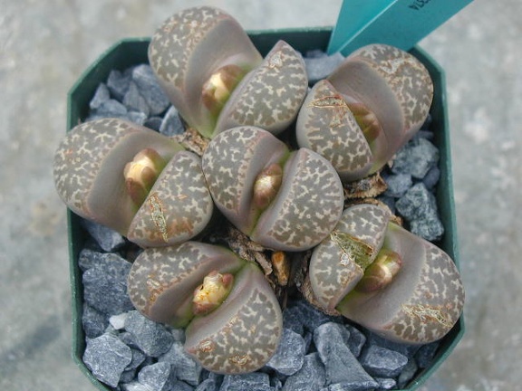 Lithops naureeniae C304
