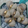 Lithops naureeniae C304