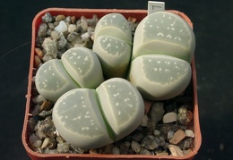 Lithops olivacea