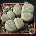 Lithops olivacea (3281 відвідувань) Lithops olivacea