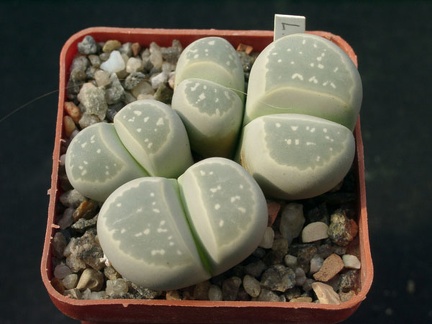 Lithops olivacea