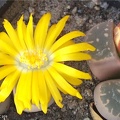 Lithops olivacea C109 Andy FG