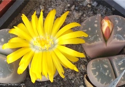 Lithops olivacea C109 Andy FG