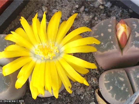 Lithops olivacea C109 Andy FG