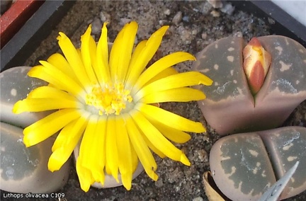 Lithops olivacea C109 Andy FG