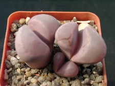 Lithops optica cv Rubra