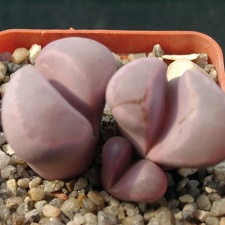 Lithops optica cv Rubra