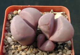 Lithops optica cv Rubra