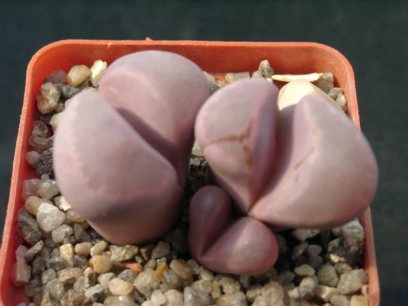 Lithops optica cv Rubra