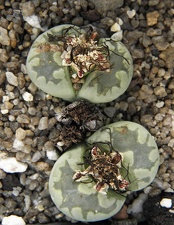 Lithops orzeniana C 128F cv   Aquamarine