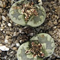 Lithops orzeniana C 128F cv   Aquamarine
