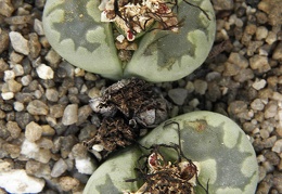 Lithops orzeniana C 128F cv   Aquamarine