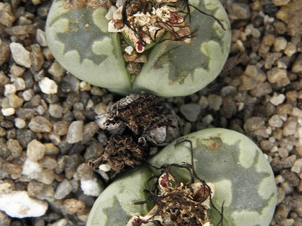 Lithops orzeniana C 128F cv   Aquamarine