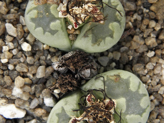 Lithops orzeniana C 128F cv   Aquamarine