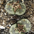 Lithops orzeniana C 128F cv   Aquamarine