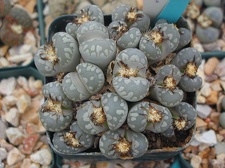 Lithops otzeniana